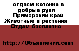 отдаем котенка в добрые руки - Приморский край Животные и растения » Отдам бесплатно   